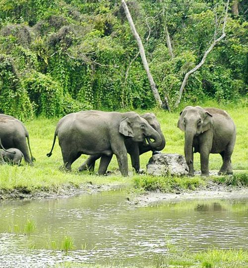 Dooars & Buxa Explorer for 6 Days of Wildlife, Forests & Bhutanese Borders